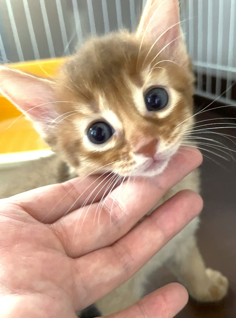 愛称：ロザリオビアンコ