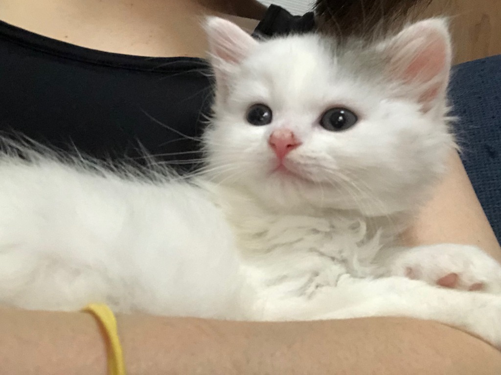 ウーロンくん★ご成約★→わさび（奈良）