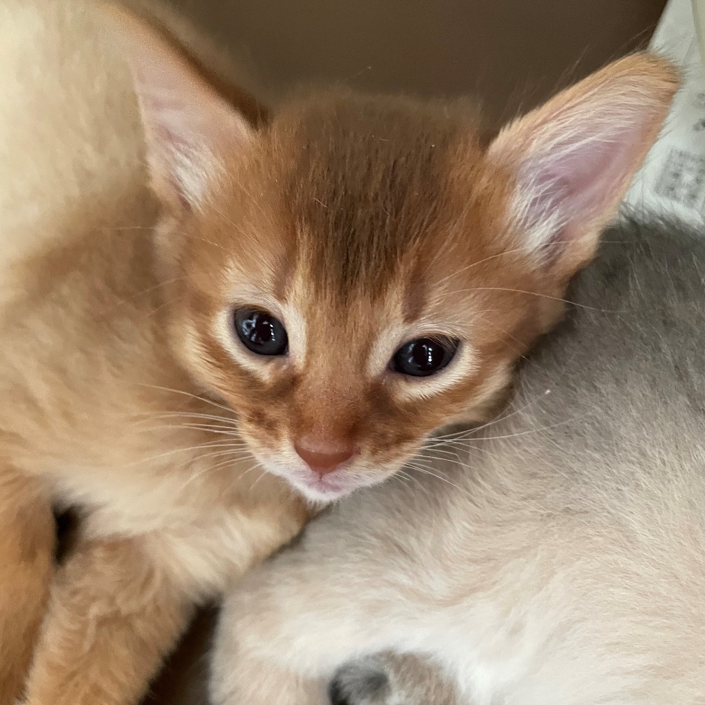 さちあかね🥇ご成約→めい（静岡）