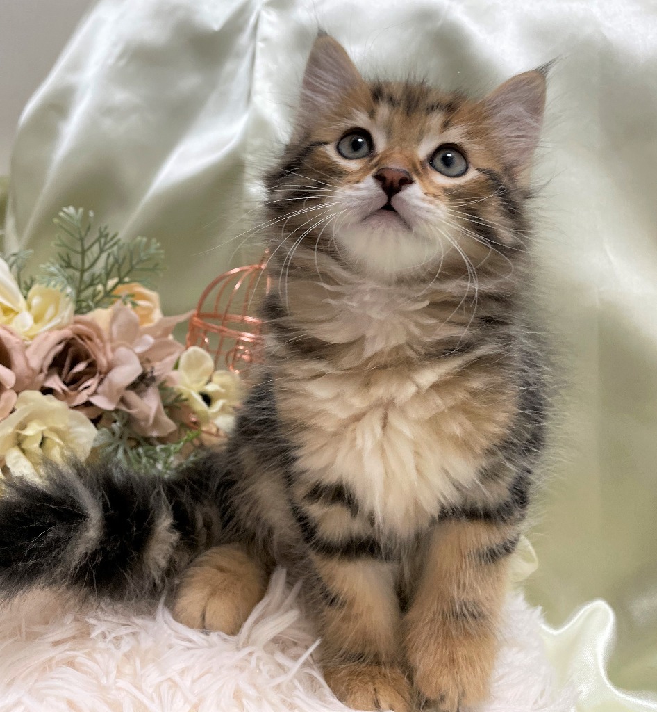 ほとけのざ♂🥇ご成約→スーサ（愛媛）