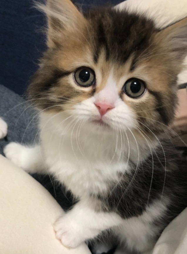 きたあかり♀★ご成約★→おもち（埼玉）