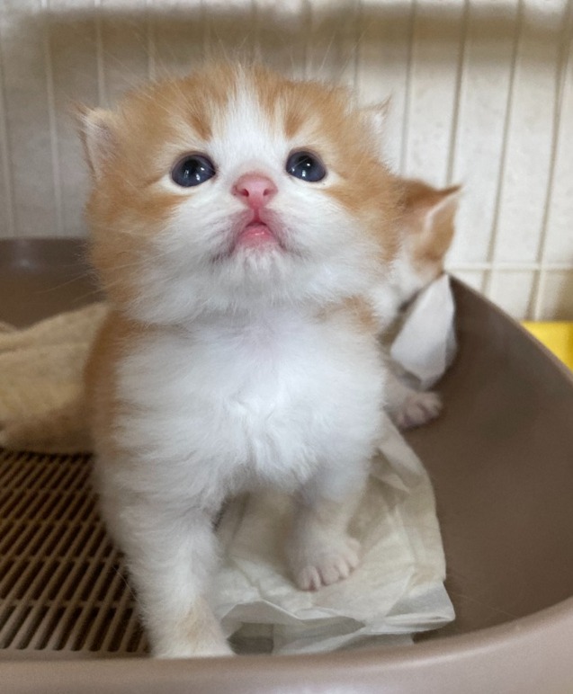 チップ♂★ご成約★→チップ（滋賀）