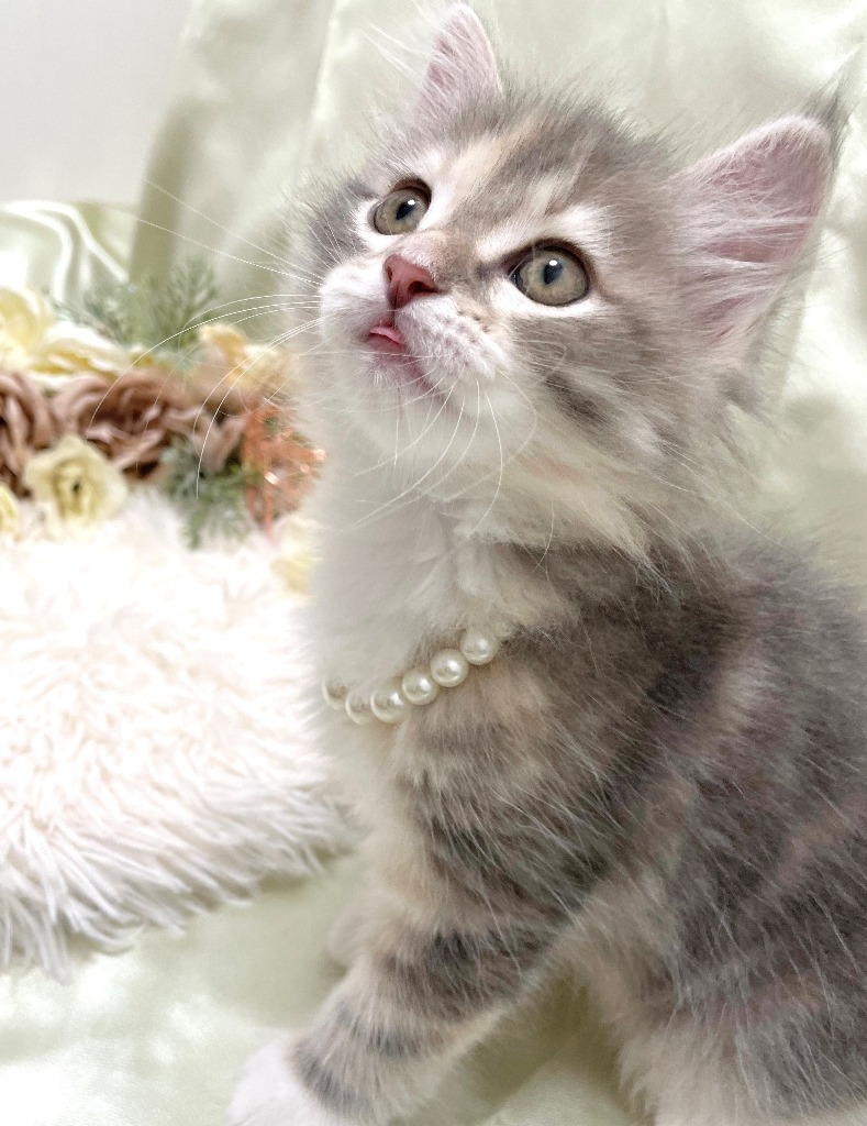 すずしろ♀🥇ご成約→うに（兵庫）