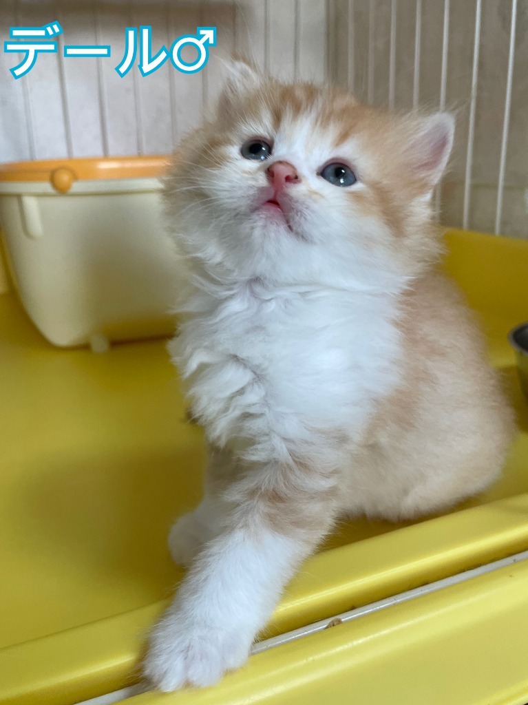 デール♂☆ご成約☆→デール（鹿児島）