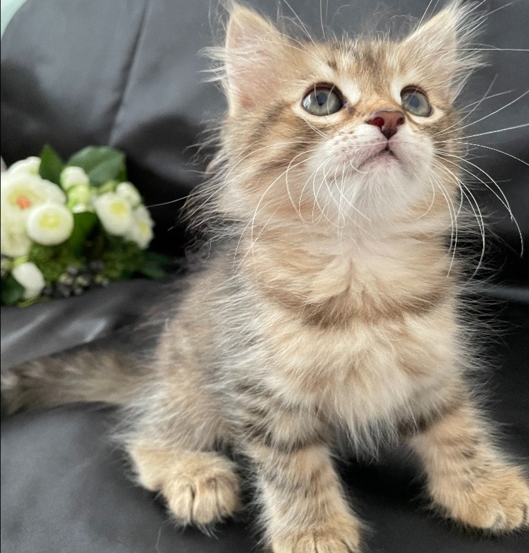 セリ♀🥇ご成約