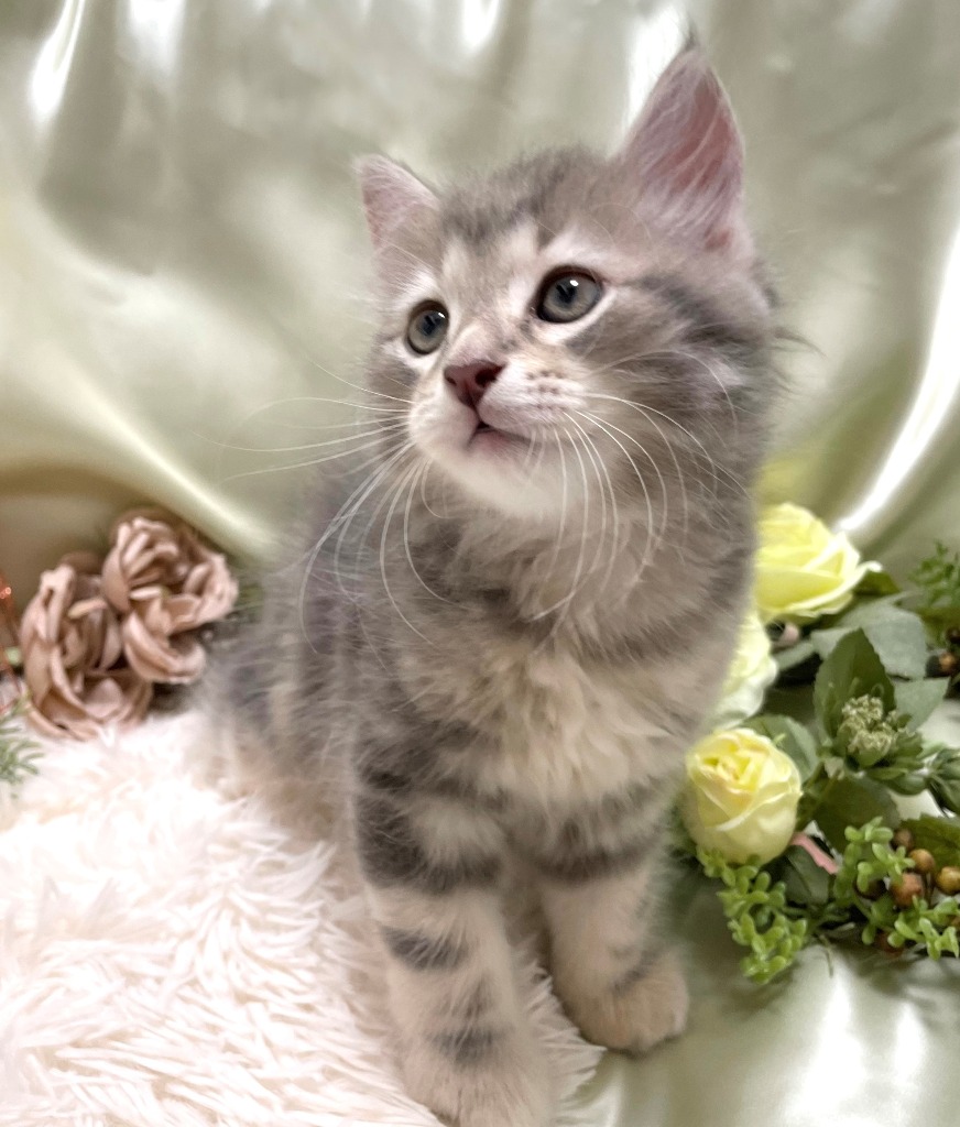 はこべら♂🥇ご成約→ゴマ（大阪）