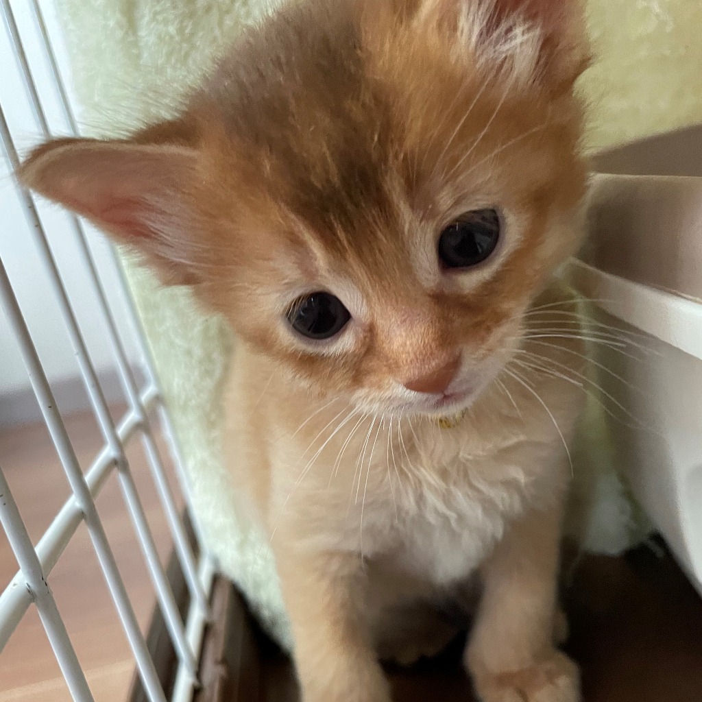 一宮白桃🥇ご成約→にゃっ太（兵庫）