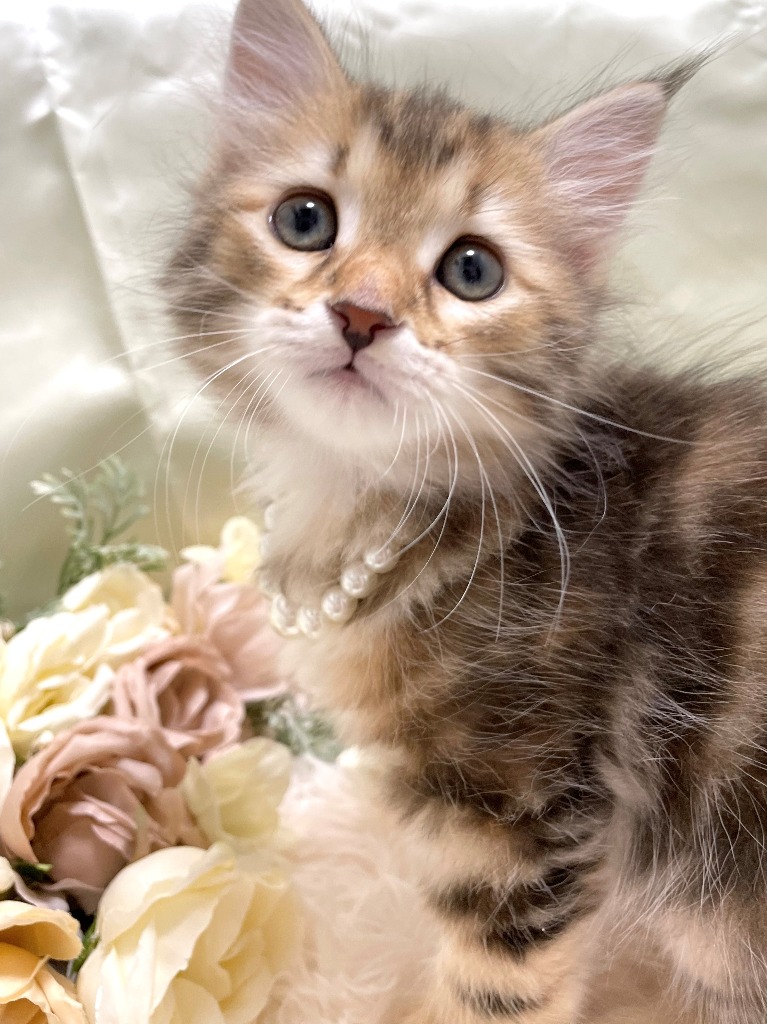 すずな♀🥇ご成約→ベリー（京都）