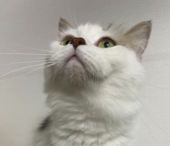 かぼす♀☆里親さま決定☆