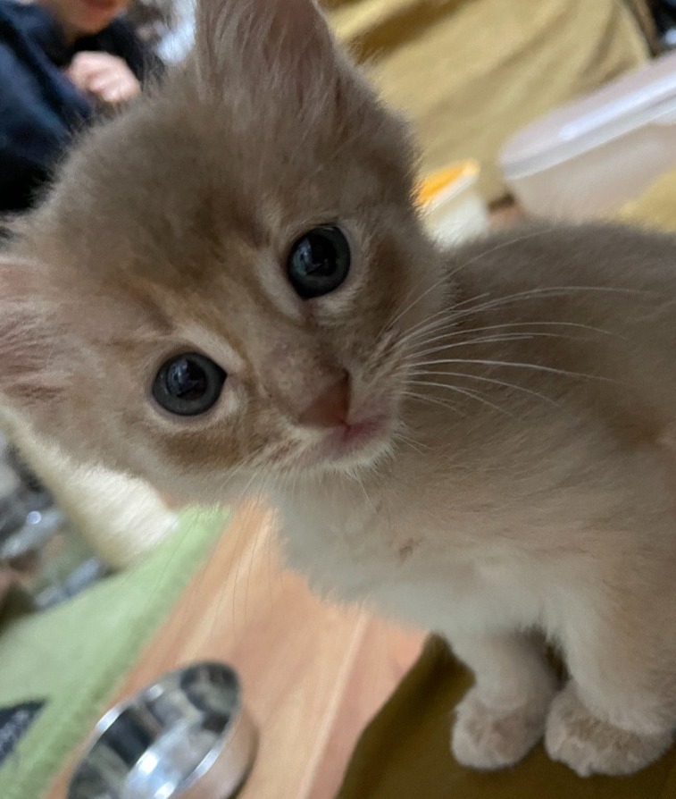 シルク♀☆ご成約☆→シルバー（大阪）