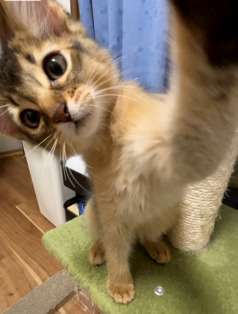 クミン♂☆ご成約☆