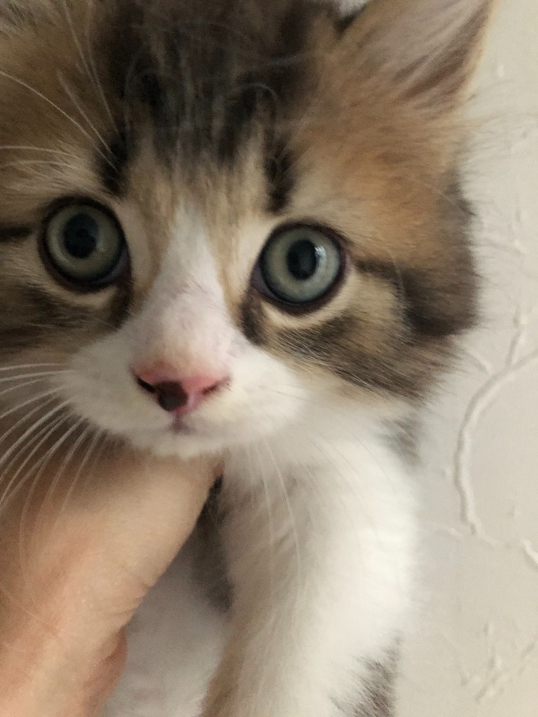 煎茶くん★ご成約★