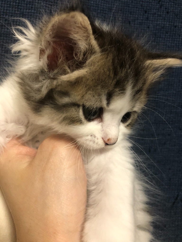 ジャスミンちゃん★ご成約★