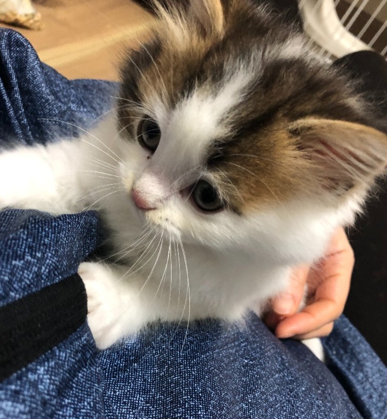 男爵♂★ご成約★