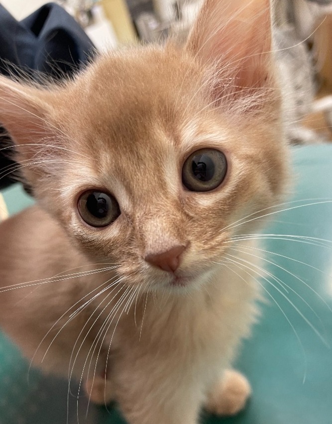 金時♂☆ご成約☆→ルクソール（群馬）