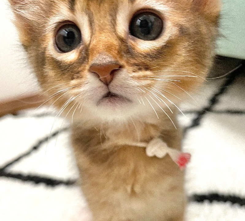 紅玉♀☆ご成約☆→ナジャ（愛媛）