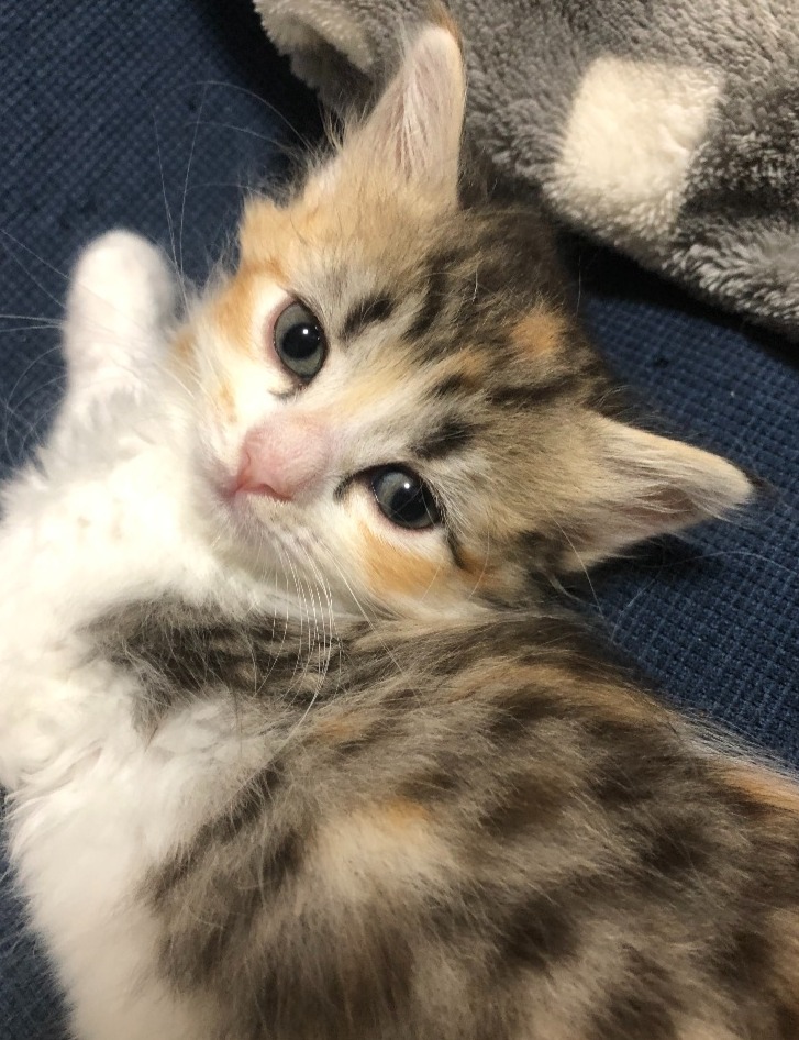 むぎちゃん★ご成約★