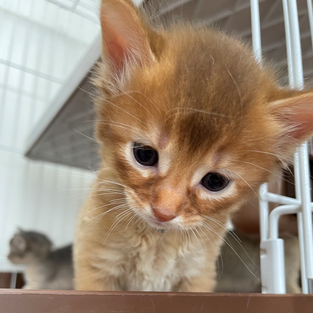 日川白鳳🥇ご成約→マロン（兵庫）
