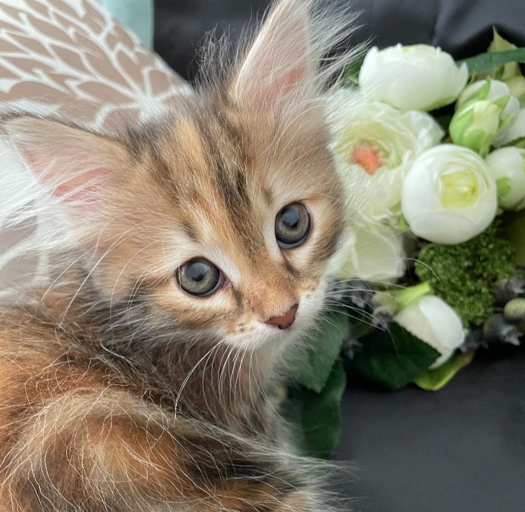 なずな♀🥇ご成約