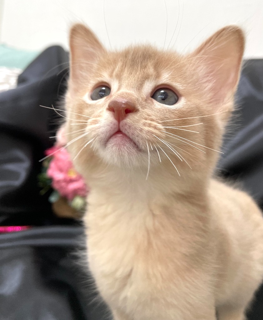 トキ♂★ご成約★→コハク（岐阜）