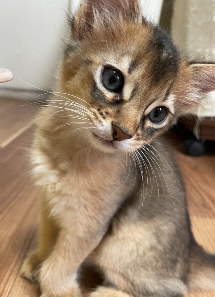 ジンジャー♂☆ご成約☆