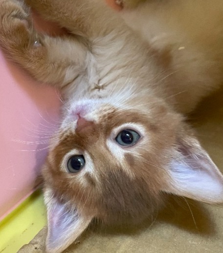 あん♀☆ご成約☆