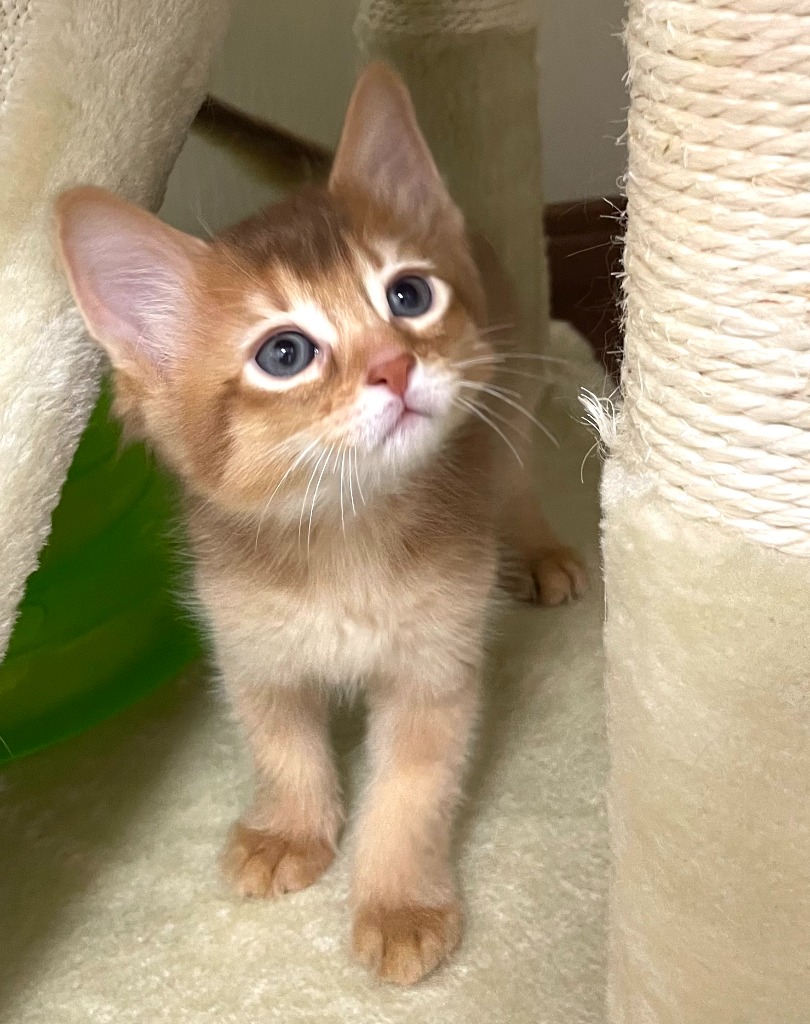 ジョナゴールド♀🥇ご成約→アメリ（大阪）