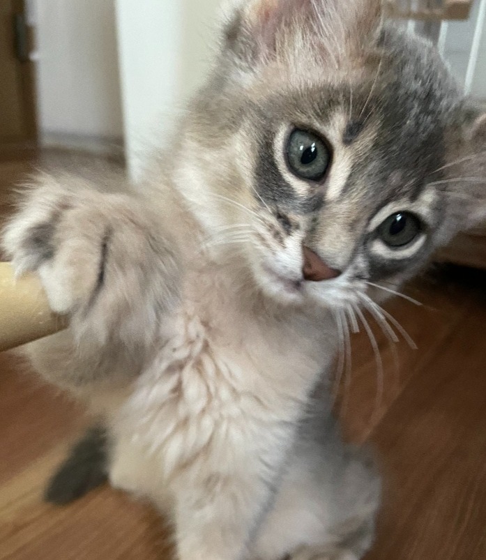 シナモン♀☆ご成約☆→シナモン（東京）