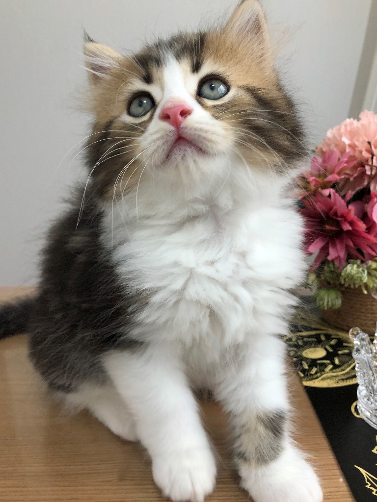 玉露くん★ご成約★